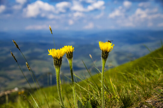 View of vibrant yellow wildflowers swaying gently in the breeze atop a grassy hill, with layers of distant blue mountains fading into the horizon, Pylypets', Zakarpattia Oblast, Ukraine.