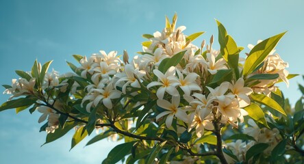 Refreshing and elegant plumeria tree bursting with white flowers and lush green leaves in full bloom