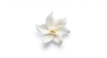 Obraz premium Delicate Jasminum sambac flower isolated on clean white copy space