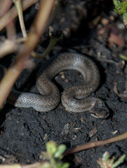 Obraz premium Steppe viper, Renard's viper (Vipera renardi)