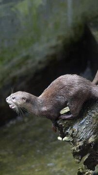 Energetic Otter Climbing on Rocks near Water in Batam, Riau Islands - 4K