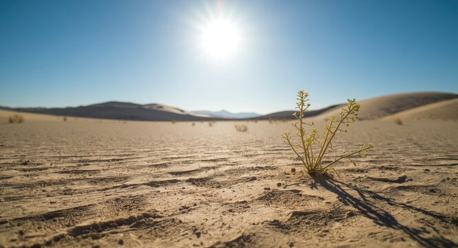 arid wilderness area with minimal plants and sandy soil
