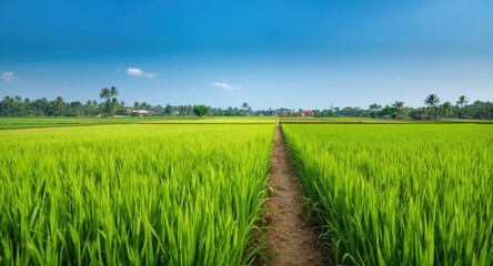 Fototapeta premium Well maintained rice paddies showing lush green plants
