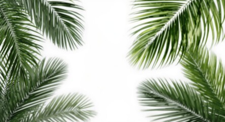 Obraz premium Clean white background with isolated tropical palms for natural themed project designs and marketing