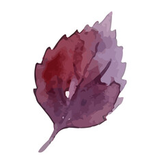 Watercolor Umeboshi Illustration／梅干し・赤紫蘇