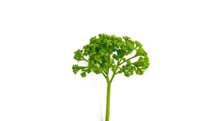 Obraz premium Vibrant green parsley plant isolated clearly on white background