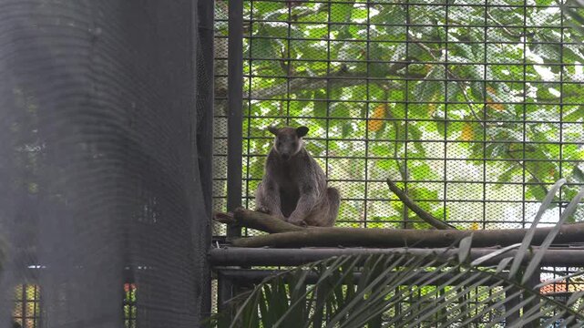 Matschie's Tree Kangaroo Perching in Enclosure, Indonesia Wildlife, 4K