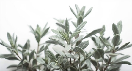 Obraz premium Sage foliage isolated on white backdrop highlighting extensive depth of field clarity