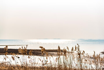 갈대와 바다 