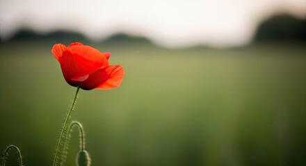 Obraz premium A vibrant red poppy stands prominently in a field, its petals illuminated by soft sunlight.