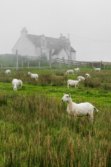 White Sheep Grazing in Front of Scottish Croft House © 9parusnikov