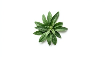 Top angle of fresh sage leaves framing white background with copy space for writing