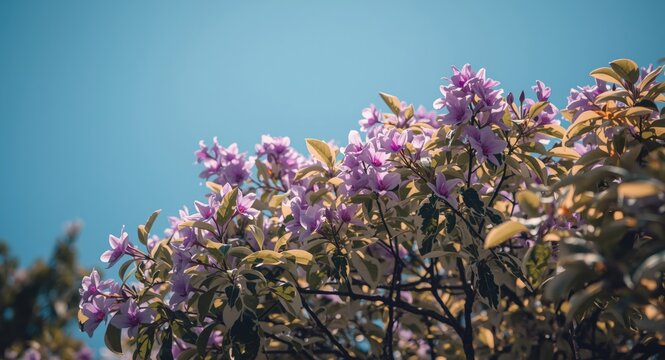 Variegated leaf bauhinia orchid tree with purple blossoms on sunny day