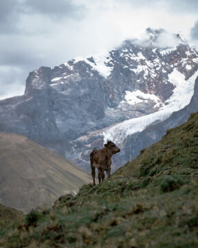 View of a calf standing bravely on a grassy slope, with a towering snow-capped mountain rising dramatically behind it, creating a striking contrast, Ancash, Peru.