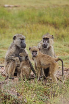 Family of olive Baboons Sitting on the Ground in Amboseli National Park, Kenya