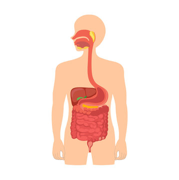 Human digestive system anatomical illustration