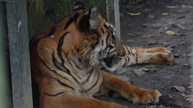 Sumatran Tiger Resting near Enclosure in Indonesia - Cinematic 4K Shot