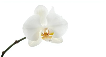 Obraz premium Soft white orchid in full bloom with a bright white background