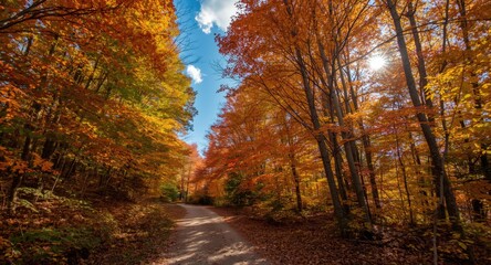 Fototapeta premium Calm hike under a canopy of vibrant autumn leaves with open blue sky