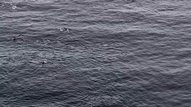 Aerial view of common dolphins feeding above huge dragnet in Donegal bay, Ireland