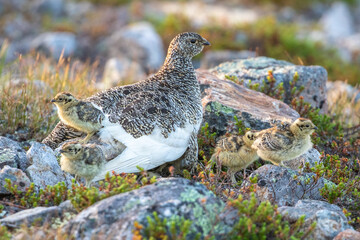 Obraz premium Beautiful bird of northern regions, Rock ptarmigan, Lagopus muta with chicks resting calmly on a stony ground in Northern Finland, Europe