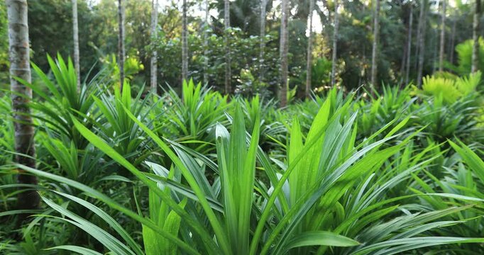 Pandan leaves grow in tropical forest