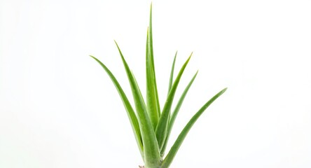 Obraz premium single bright aloe vera plant with rich green leaves on white backdrop