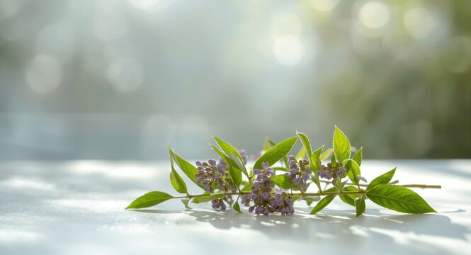 Vitex agnus castus as a botanical aid for female reproductive conditions