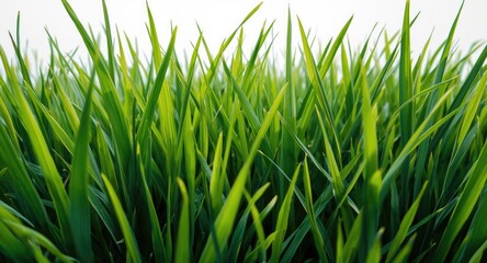 Obraz premium natural green grass blades captured on a stark white background