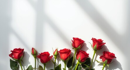 Fototapeta premium red roses arranged in different flowering stages with white background