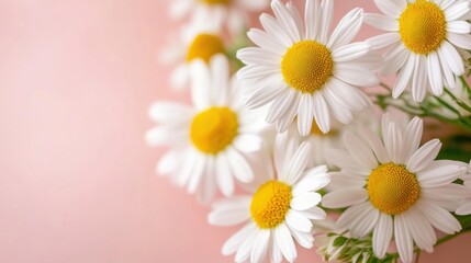 Fototapeta premium white daisies on pink background