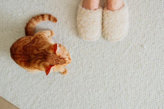Ginger cat looking up at slippers on cozy carpet