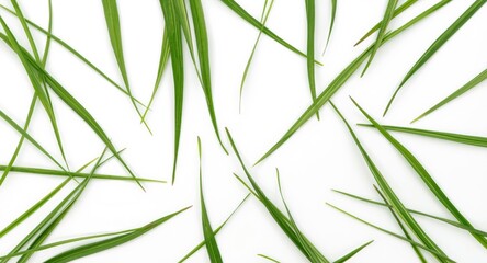 Naklejka premium vivid green grass blades positioned on a simple white background