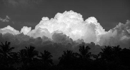 Dramatic black and white photography of palm trees silhouetted against thick clouds
