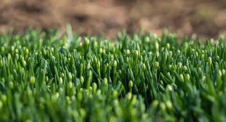 Spring garden full of flourishing chives and fresh green shoots