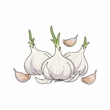  Illustration of Garlic Bulbs and Cloves with Green Shoots