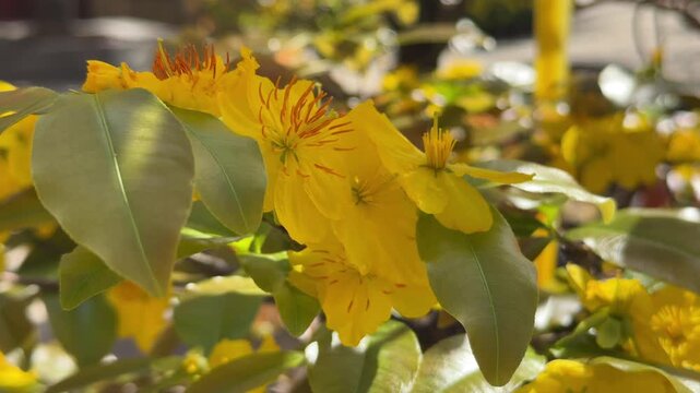 Yellow Ochna integerrima flowers bloom on a branch surrounded by dense green foliage in tropical garden setting. Tropical flowers, spring bloom.