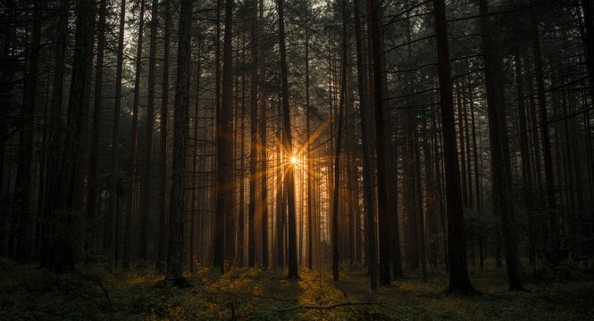 Soft dawn light shining through tall trees in deep forest