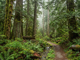 Obraz premium A winding dirt path leads through a lush, green temperate rainforest with moss-covered trees and ferns.