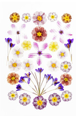 Kompozycja z suszonych kwiat&oacute;w wiosennych z krokusami i pierwiosnkami na białym tle, kompozycja botaniczna