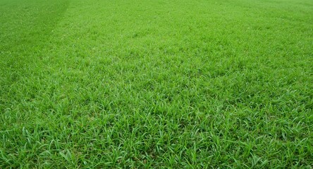 Full length aerated grass lawn with robust healthy turf and pest control treatment plus copy space for text