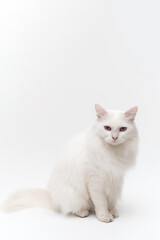 Fototapeta premium Beautiful white Tiffanie Asian cat sitting gracefully against a soft white background, exuding elegance and charm in a serene moment
