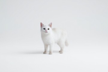 Obraz premium Charming fluffy white Toybob cat cat explores a clean, minimalist space filled with light and serenity during a playful afternoon