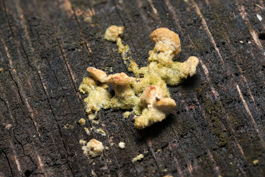 朽ちた切り株上に梳毛を纏ったとても小さいニクハリタケの幼菌が着生（自然下茸類マクロ撮影）