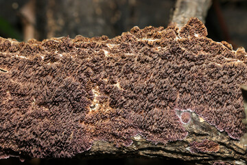 乾燥気味のウスバシハイタケキノコ群体の歯状突起（薄歯状・自然下マクロ撮影） © SAIGLOBALNT