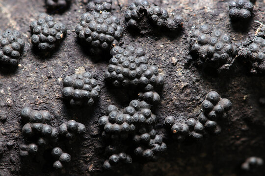 黒色の子嚢殻クロコブタケキノコのコロニー接写画像（自然環境下菌・キノコ類マクロ撮影）