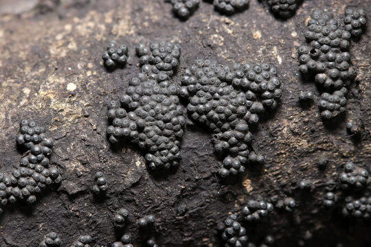クロコブタケキノコの黒色の子嚢殻群体（アウトドアフィールド菌・キノコ類マクロ撮影）