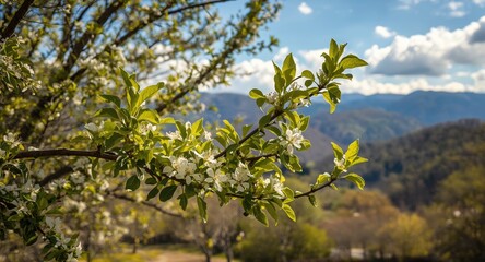Springtime Bloom Bradford Pear Tree