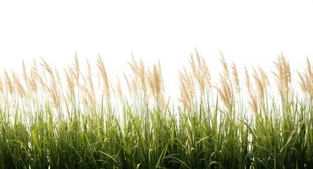 Fototapeta premium White background showcasing tall grass plants in a row highlighting natural landscape