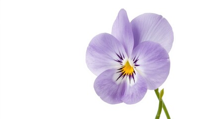 Fototapeta premium Clean isolated viola flower with clear copy space